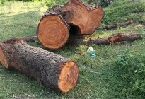 নদীর পাড় থেকে গাছ কেটে নেওয়ার অভিযোগ মাদ্রাসা সুপার ও সভাপতির বিরুদ্ধে