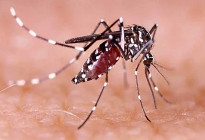 একদিনে ডেঙ্গুতে প্রাণ গেল ১০ জনের