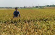 ধামরাইয়ে ইটভাটার বিষাক্ত ধোঁয়া ও গ্যাসের আগুনে পুড়ে গেছে কৃষকের ২০০ বিঘা জমির বোরো ধান