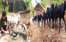 ছাগল ও  মুরগির খামার করে স্বাবলম্বী কাপ্তাইয়ের সাজাই উ মারমা