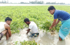 তিস্তার পানিতে ফের তলিয়ে গেছে বাদামসহ রবিশষ্য