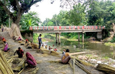 সালথায় পাট কাটা ও আঁশ ছাড়ানো কাজে ব্যস্ত চাষিরা