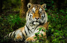 সুন্দরবনে আবার বাঘ বাড়ছে