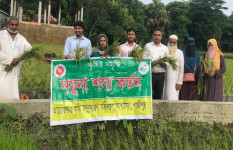 কাপাসিয়ায় আউশ ধানের নমুনা শস্য কর্তন উদ্বোধন