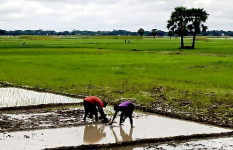 সালথায় এবছর ১২ হাজার হেক্টর জমিতে ধানের আবাদ