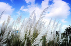 শরতের ছড়া