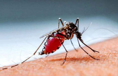 ডেঙ্গুতে আরও ৩ জনের মৃত্যু