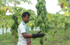 পড়ালেখার পাশাপাশি পেঁপে চাষে সফল তরুণ উদ্যোক্তা আরিফুল 