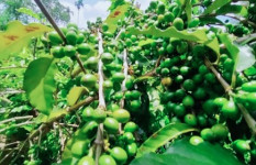 ‘সোনা’ ফলছে মধুপুর শাল-গজারির লাল মাটিতে 