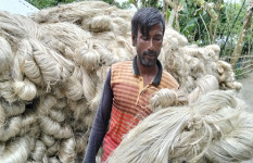 কৃষকের সোনালী আঁশে ভরে গেছে সোনাতলার হাট বাজার