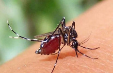 ডেঙ্গুতে প্রাণ হারালেন আরও ৫ জন, হাসপাতালে নতুন ভর্তি ৬৩৬