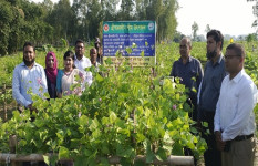 দিনাজপুরে গ্রীষ্মকালীন শিম চাষে সাফল্য 