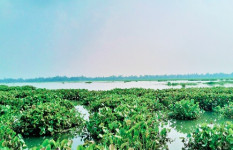 দেশীয় মাছের অস্তিত্ব সংকটে টাঙ্গাইলের ঐতিহ্যবাহী চারান বিল
