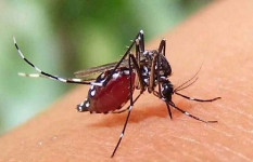 ডেঙ্গুতে পাঁচজনের মৃত্যু, হাসপাতালে ৯৫৩ জন