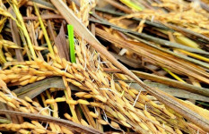 টানা বৃষ্টিতে নুয়ে পড়েছে কৃষকের স্বপ্ন