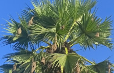 বাবুই পাখি-প্রকৃতির ক্ষুদ্র স্থপতি, যে গাঁথে শ্রমের রাজপ্রাসাদ 