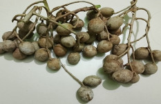 গ্রামবাংলার স্বাদ ও স্মৃতি মিশে থাকা বুনো আমড়া, নিঃশব্দে হারিয়ে যাচ্ছে সবুজ ঐতিহ্য