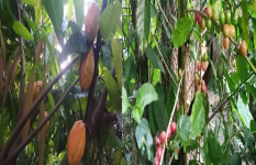 বিদেশি ফলের চাষ করে এগিয়ে চলছেন শিক্ষার্থী সম্পদ মন্ডল 