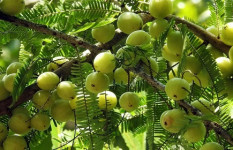 শীতের মৌসুমের ফল আমলকি রোগ প্রতিরোধ, সৌন্দর্য ও স্বাস্থ্যরক্ষার ফল 