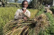 সোনাতলায় আমন ধান কাটার ধুম পড়েছে
