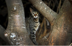 নিউজিল্যান্ডে বন্য বিড়াল নিধনে আইন প্রণয়ন