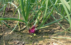 একমাস পরেই বাজারে আসবে মুড়িকাটা পেঁয়াজ, দাম নিয়ে দুশ্চিন্তায় চাষিরা