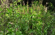 তুলসী গাছ ঘরোয়া চিকিৎসায় এক নির্ভরযোগ্য ভেষজ 