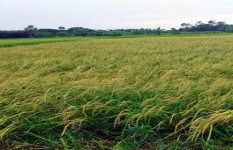 নড়াইলে আমন ধানের অধিক ফলন, কৃষকের মুখে হাসি 
 