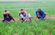 শৈলকুপায় পেঁয়াজ রোপনের ভরা মৌসুমে সারের কৃত্রিম সংকট, ফলন বিপর্যয়ের শঙ্কা