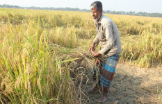 রাজবাড়ীতে আমন ধানের ফলন ভালো হলেও দাম নিয়ে হতাশ কৃষক