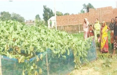 ধামরাইয়ে রাতের আঁধারে কৃষকের এক বিঘা জমির লাউ গাছ কাটল দুর্বৃত্তরা