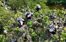 ‘কর বাড়ি’ এখন অতিথি পাখির স্বর্গরাজ্য