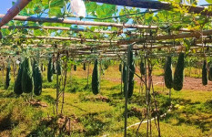 স্বপ্ন ছড়াচ্ছে বারি লাউ-৪ কাপ্তাইয়ে পাহাড়ি কৃষি গবেষণায় নতুন দিগন্ত