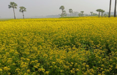 চোখ জুড়ানো সরিষা ফুলের হলুদ আভা 