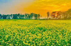 টাঙ্গাইলের মাঠে মাঠে হলুদের সমারোহ, সরিষার বাম্পার ফলনের আশা 