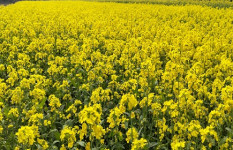 ২২১০ হেক্টর জমিতে সরিষার চাষ, সোনাতলায় হলুদের ঢেউয়ে ঢেকে গেছে দিগন্ত