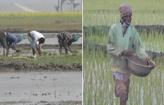 শীত উপেক্ষা করে নড়াইলে বোরো ধান চাষে ব্যস্ত কৃষকরা