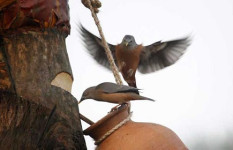 শীতের সকাল