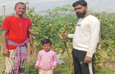 কুল চাষে দুই বন্ধুর সাফল্যের গল্প 