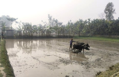 কুড়িগ্রামে ইরি-বোরো চাষাবাদে ব্যস্ত সময় পার করছে কৃষক-কৃষাণীরা