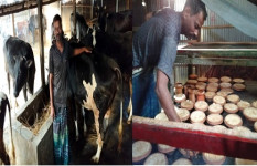 দুগ্ধজাত পণ্য উৎপাদনে স্বাবলম্বী সোনাতলার নিত্য ঘোষ