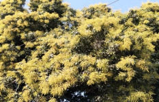 সোনাতলায় গাছে গাছে শোভা পাচ্ছে আমের মুকুল