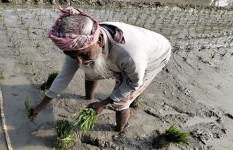 সোনাতলায় ১০ হাজার হেক্টর জমিতে বোরো চাষের লক্ষ্যমাত্রা