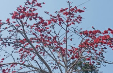 বসন্তে ফুটেছে দৃষ্টিনন্দন লাল রঙের শিমুল