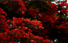 ফাল্গুন