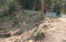 ফরিদপুরে সরকারি রাস্তার পাশে থাকা ১৯টি গাছ কেটে বিক্রি