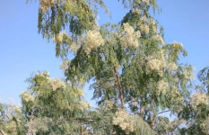 বসন্তের ছোঁয়ায় লোহাগড়া জুড়ে শ্বেতশুভ্র সজনে ফুলের মুগ্ধতা 