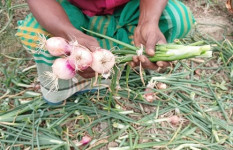 বালিয়াকান্দিতে রাতের অন্ধকারে কৃষকের জমির পেঁয়াজ ক্ষেত নষ্ট করল দুর্বৃত্তরা