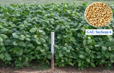 গাকৃবিতে দেশের প্রথম উচ্চ খরা সহনশীল সয়াবিনের জাত উদ্ভাবন      