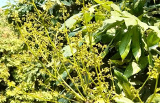 লিচুর রাজ্য ঈশ্বরদীতে গাছে গাছে মুকুলের সমারোহ, বাম্পার ফলনের আশা